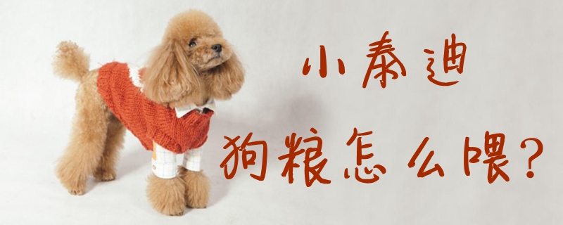 小泰迪狗粮如何喂