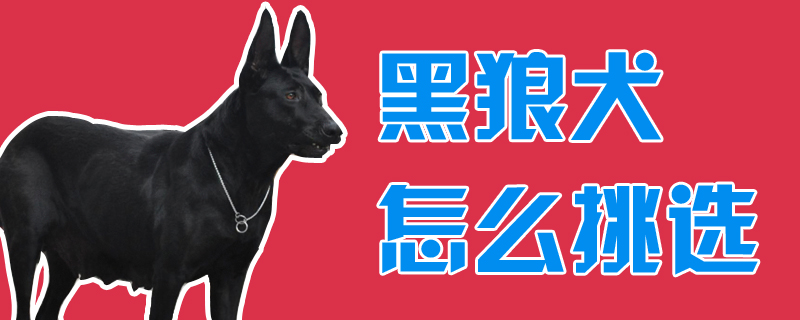 黑狼犬如何挑选