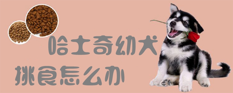 哈士奇幼犬挑食如何解决