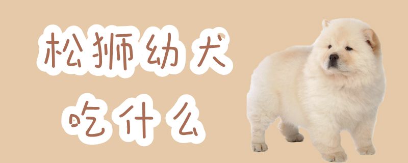 松狮幼犬吃那些