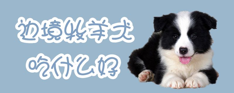 边境牧羊犬吃那些好