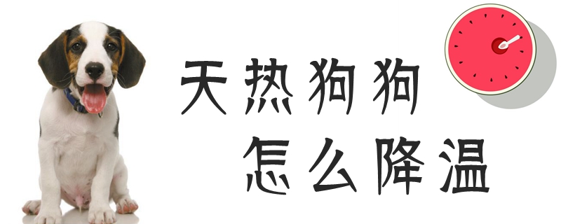 天热狗狗如何降温