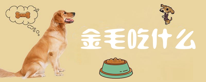 金毛吃那些
