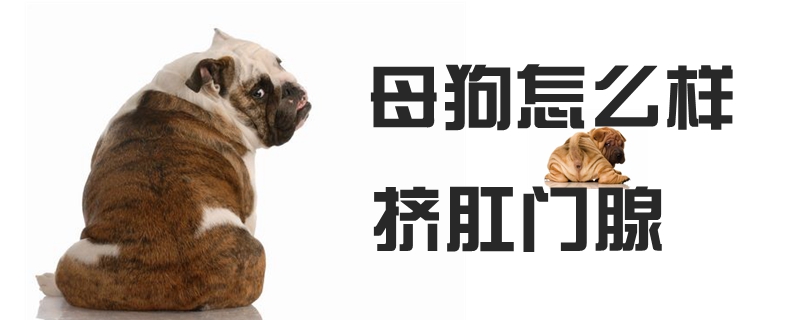 母狗如何挤肛门腺