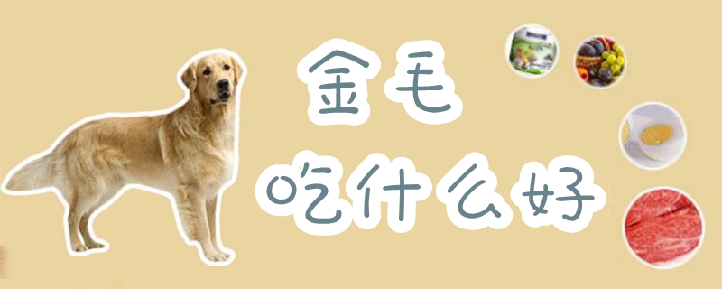 金毛吃那些好