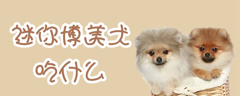 迷你博美犬吃那些