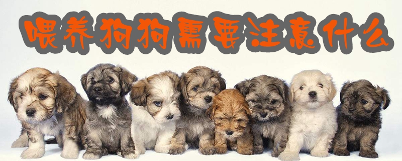 喂养狗狗应该注意什么