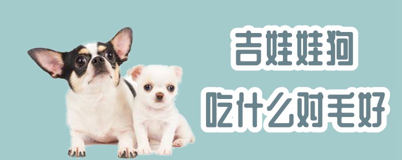 吉娃娃狗吃那些对毛好