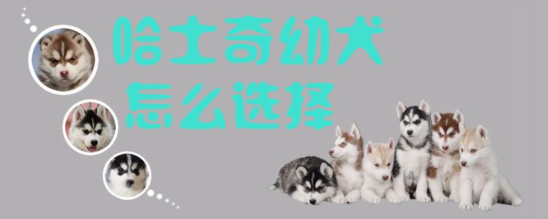 哈士奇幼犬如何选择