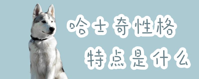 哈士奇点性格特征点是什么