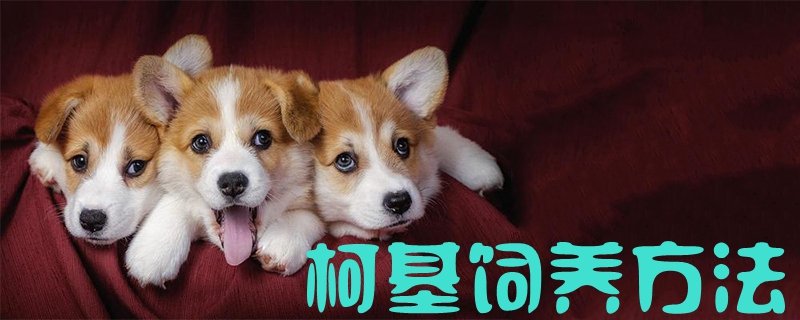 柯基饲养办法