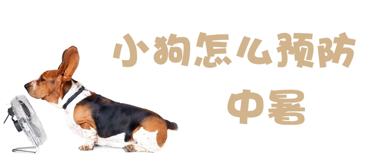 小狗如何预防中暑