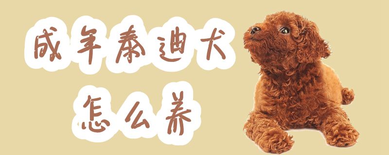 成年泰迪犬如何养
