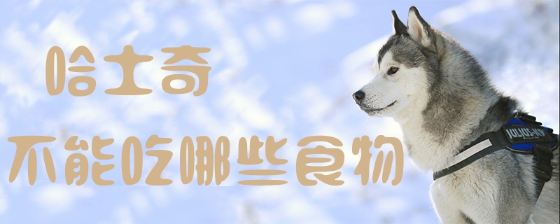 哈士奇不可以吃什么食物
