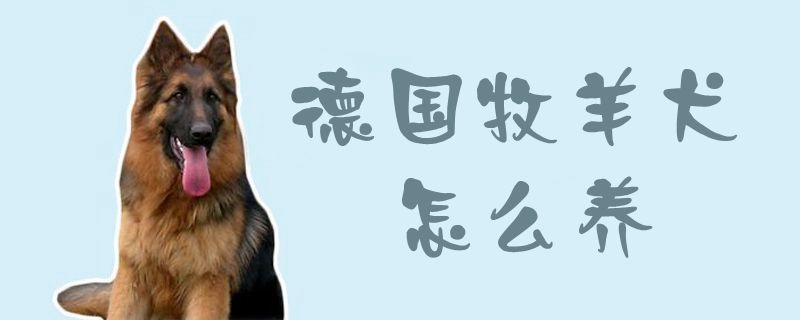 德国牧羊犬如何养