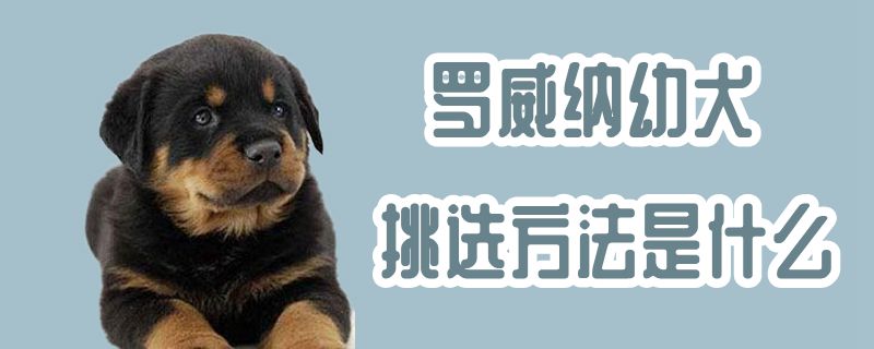 罗威纳幼犬挑选办法是什么