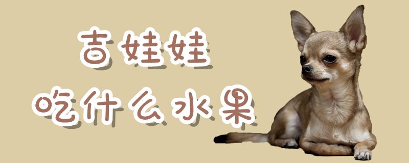 吉娃娃吃那些水果