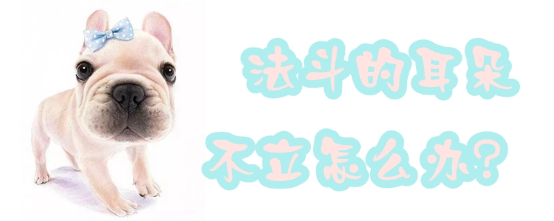法斗的耳朵不立如何解决