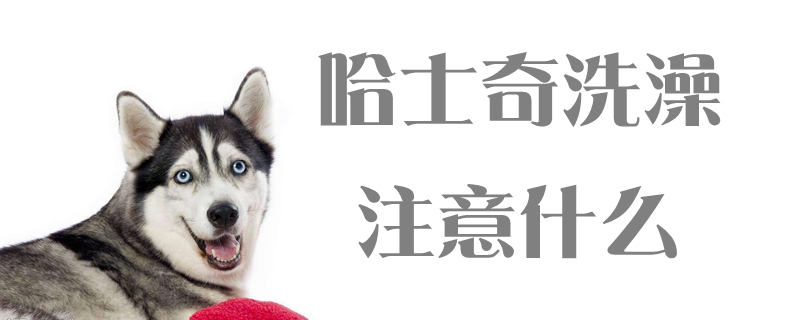 哈士奇洗澡注意哪些地方