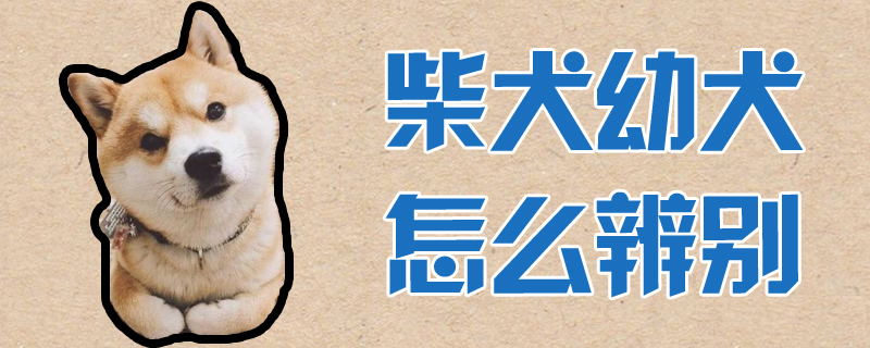 柴犬幼犬如何分辨