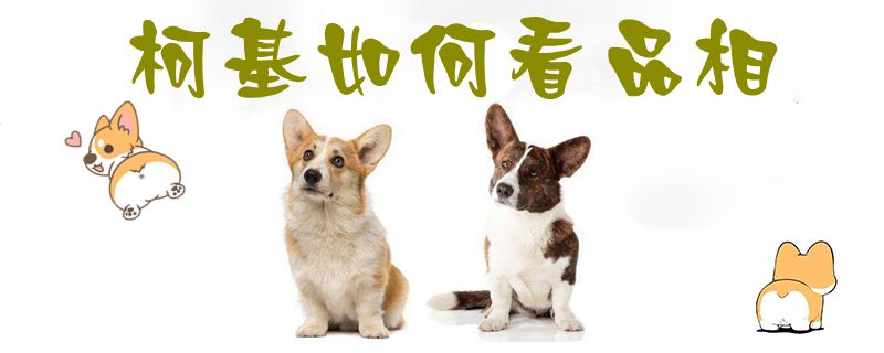 柯基怎么样看品相