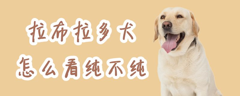 拉布拉多犬如何看纯不纯
