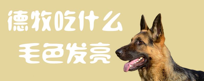 德牧吃那些毛色发亮