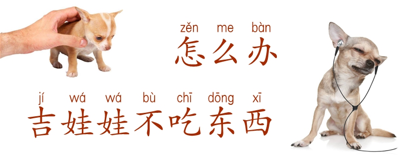 吉娃娃不吃东西如何解决