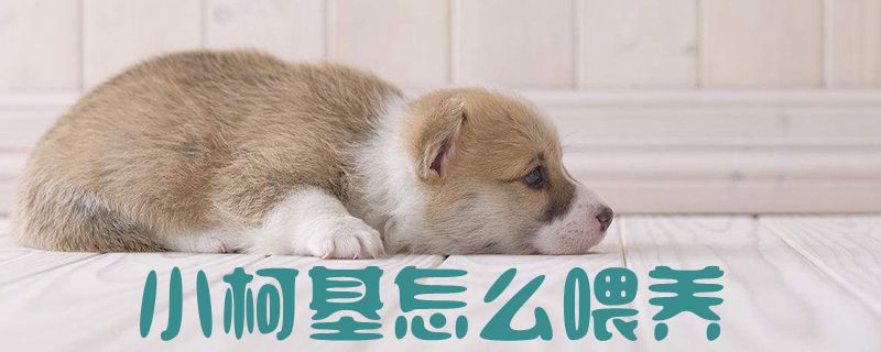 小柯基如何喂养