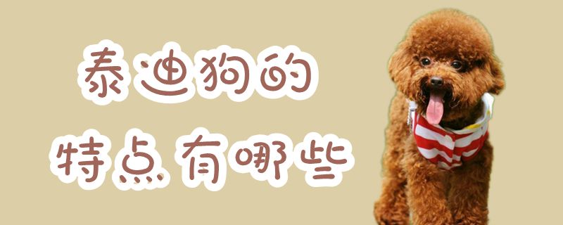 泰迪狗的特点是什么