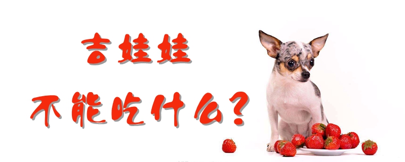 吉娃娃不可以吃那些