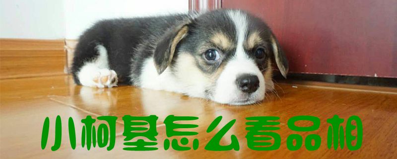 小柯基如何看品相