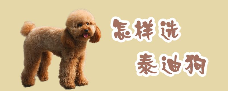 如何选泰迪狗