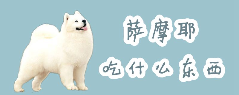 萨摩耶吃那些东西