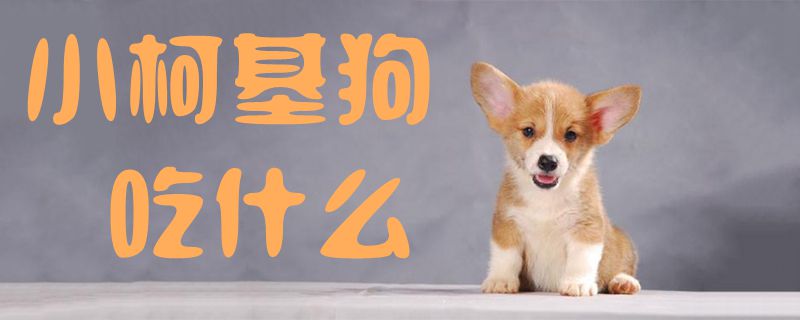 小柯基狗吃那些