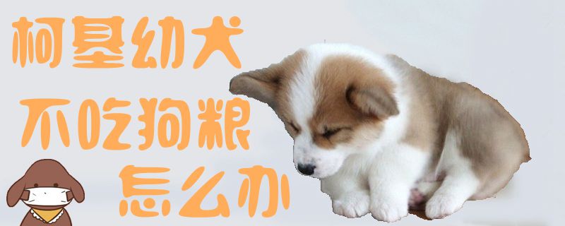 柯基幼犬不吃狗粮如何解决