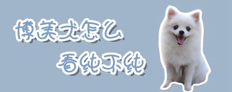 博美犬如何看纯不纯