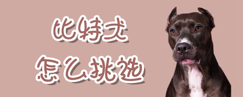比特犬如何挑选