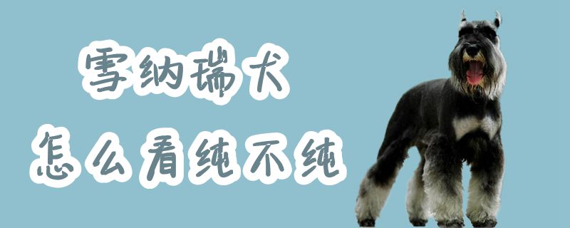 雪纳瑞犬如何看纯不纯