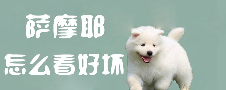 萨摩耶如何看好坏