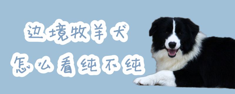 边境牧羊犬如何看纯不纯