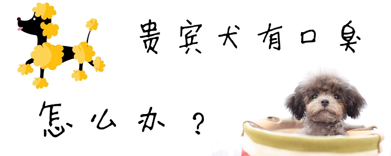 贵宾犬有口臭怎么办