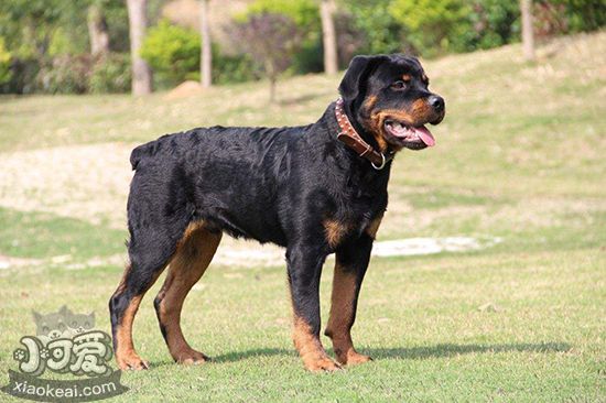 罗威纳犬性格怎么样 罗威纳犬点性格特征点