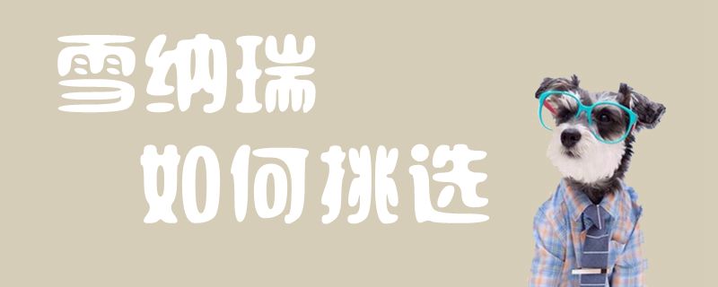 雪纳瑞怎么样挑选