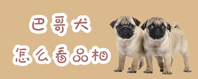 巴哥犬如何看品相