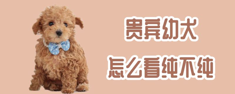 贵宾幼犬如何看纯不纯