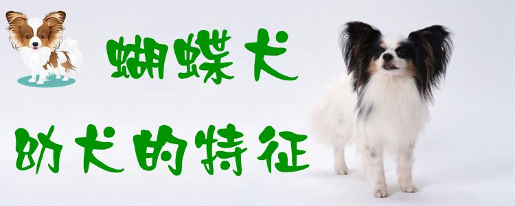 蝴蝶犬幼犬的特点