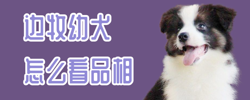边牧幼犬如何看品相