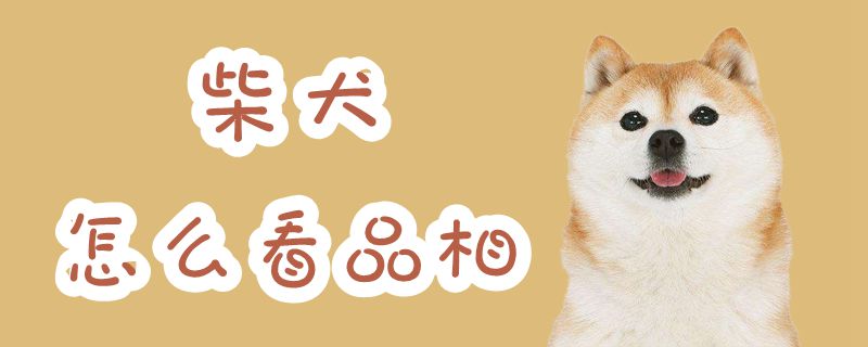 柴犬如何看品相