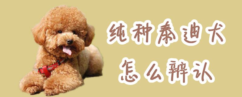 纯种泰迪犬如何辨认
